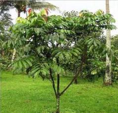 Matoa (Pometia pinnata) - flora yang ada di papua